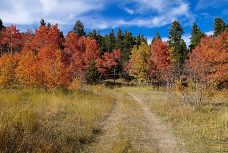 * Fall forest * - nature, fall, autumn, forest