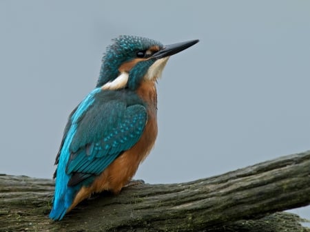 * Kingfisher * - animal, animals, bird, birds