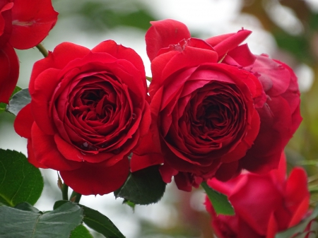 * Red roses * - flowers, red, flower, nature