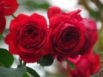 * Red roses *