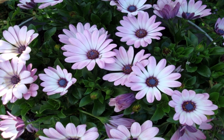 flowers - leaf, flower, purple, green