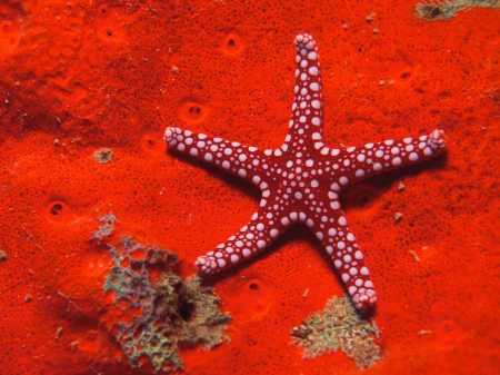 red starfish - starfish, red, ocean, underwater