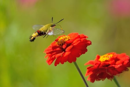 Orange Flower - orange, beautify, insects, flower