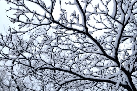 First bite of winter - tree, winter, branch, snow