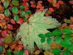 Autumn leaves