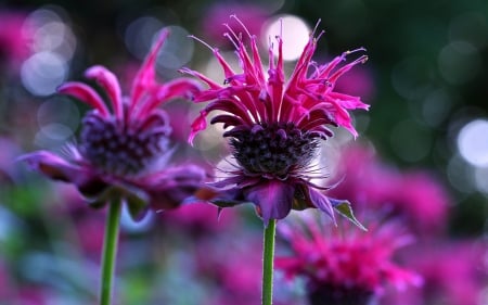 Flowers - bokeh, summer, flower, pink