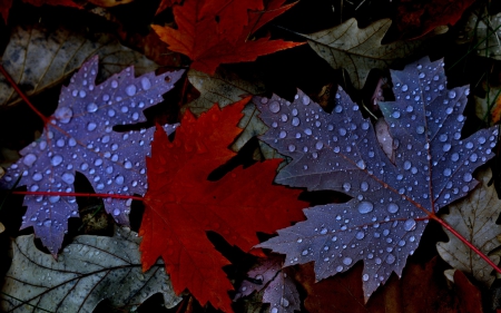 Autumn leaves - autumn, fall, red, water drops, blue, leaves, toamna, dew