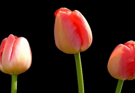 Pink Tulip - flowers, three, tulip, pink