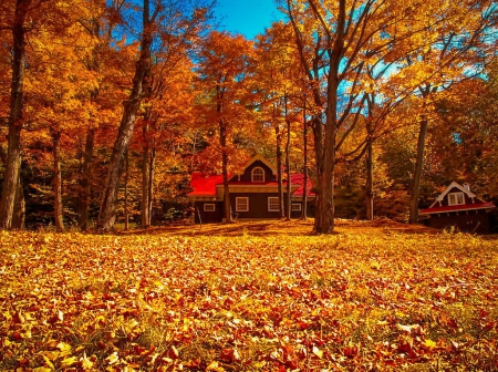 Carpet of autumn leaves - cottage, autumn, carpet, colorful, park, foliage, serenity, nature, fall, forest, beautiful, leaves, cabin, house