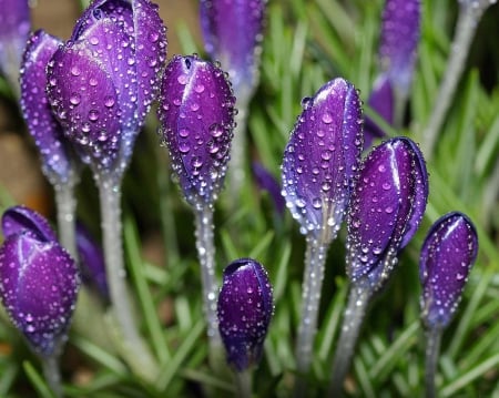 Lovely Color - flowers, purple, great, nature