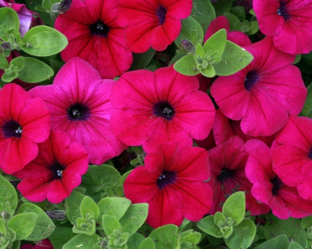 Beautiful Flowers - flowers, beautiful, garden, red