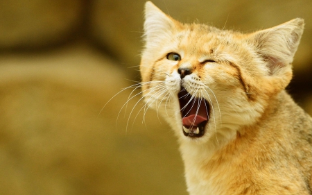 Good morning! - cat, tongue, animal, funny