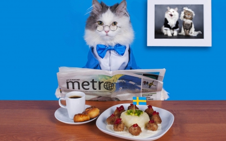 A perfect morning! - blue, coffee, breakfast, food, meal, cat, news paper, animal, glasses, funny, bow