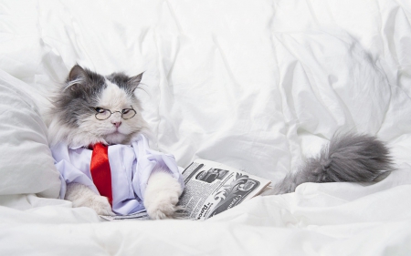 Posing - white, animal, glasses, posing, funny, red, cat