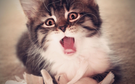 Ewww - surprised, animal, kitten, funny, cute, tongue, cat