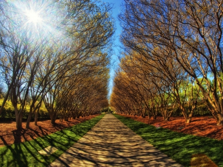 Park Alley - landscape, trees, alley, park