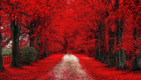 * Red autumn alley * - nature, fall, autumn, trees, forest, alley