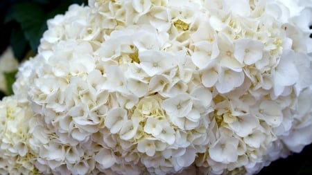 Hydrangea - white, hydrangeaceae, azisai, hydrangea, flowers, flower, hydrangea macrophylla