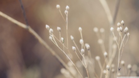 Autumn's visage - autumn, photography, light, field, wallpaper, hd, nature, softness, abstract, fall, macro, close-up, seasons, pastel, grass, garden