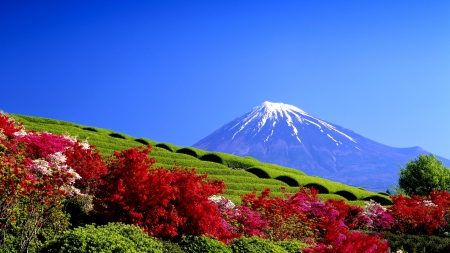 Tea Plantation, Mount Fuji, Japan - snowy peaks, sunny day, beautiful, flowers, springtime, agriculture, blue sky, mountain