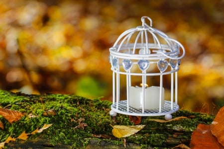 Bird Cage In Autumn Forest - bird cage, candle, grass, forest, still life, leaves