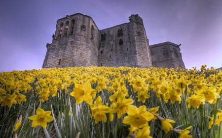 Daffodils around Castle - flowers, castle, daffodils, nature