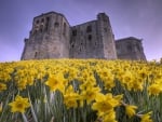 Daffodils around Castle