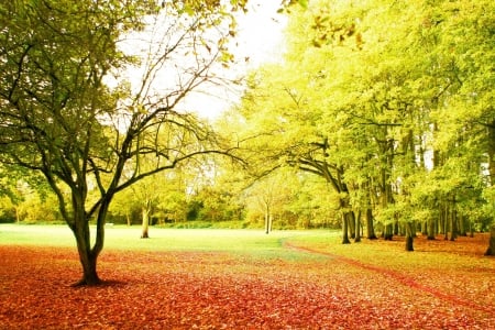 Autumn Day - trees, fields, orange, shadow, leaves, fall, nature, autumn, red, green, bunch, sky, park