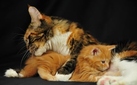 Pure Love - maine, coon, cat, kitten