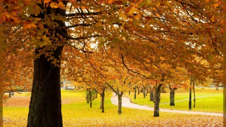 Golden Trees - trees, nature, park, autumn