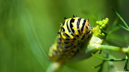 caterpillar - leaf, caterpillar, insect, green