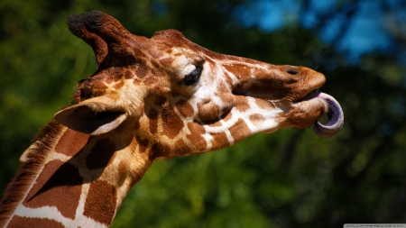 cheeky giraffe - tree, cheeky, sky, giraffe