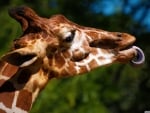 cheeky giraffe