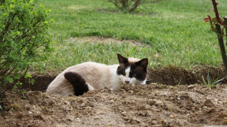 hide and seek - hole, cat, shrub, grass