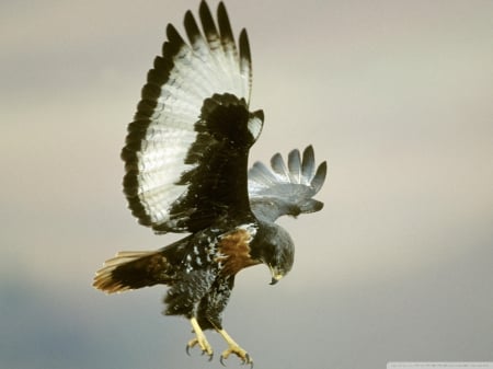 bird of prey - hunt, bird, prey, majestic