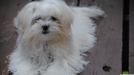 maltese puppy - canine, maltese, dog, pupy