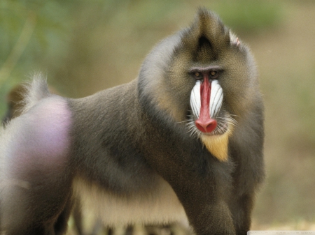 baboon - primate, ape, africa, baboon