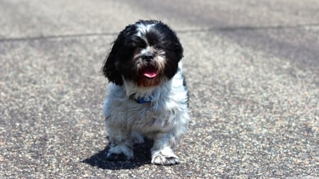 shih tzu - shih, tzu, canine, dog