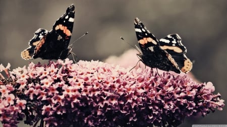 two butterflies - insect, butterfly, flower, pink