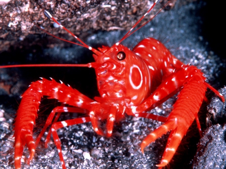 bullseye lobster - rock, bullseye, lobster, underwater