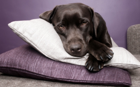 Puppy - Pillows - pillows, puppy, dog, morda