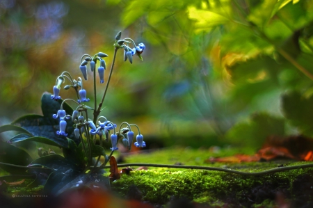 Blue flowers - plants, flowers, bells, Blue