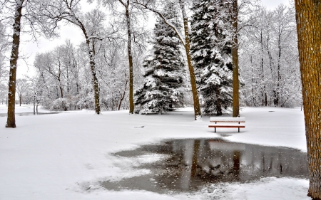 Winter Park - trees, winter, snow, landscapes, parks