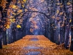 Autumn Forest Path