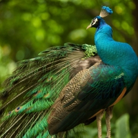 Lovely Peacock - hdr