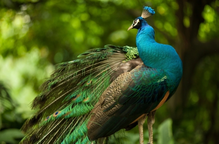 Lovely Peacock - hdr - birds, peacocks, peacock, animals