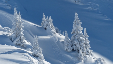 Winter Trees on Mountainside - winter, nature, trees, snow