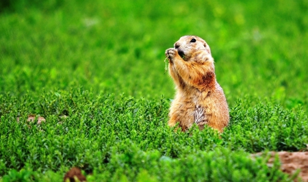 Marmot - animal, marmot, feet, grass