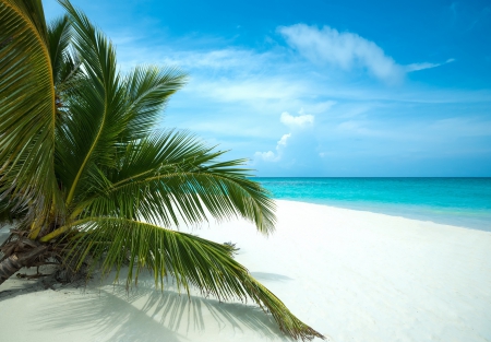 Tropical Beach - hdr - palms, nature, beaches, tropical