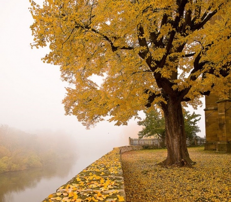 Autumn - fall, Autumn, nature, photography